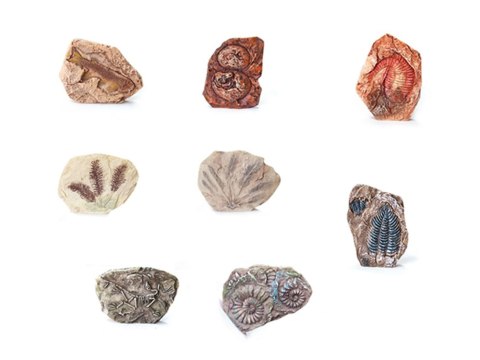 Zestaw archeologiczny Wykop niespodziankę skamieniałe LIŚCIE i KOŚCI ZA5753