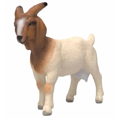 Koza rasy Boer